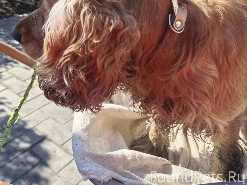 Найден кобель, район пивзавода (Багнюка, 2)