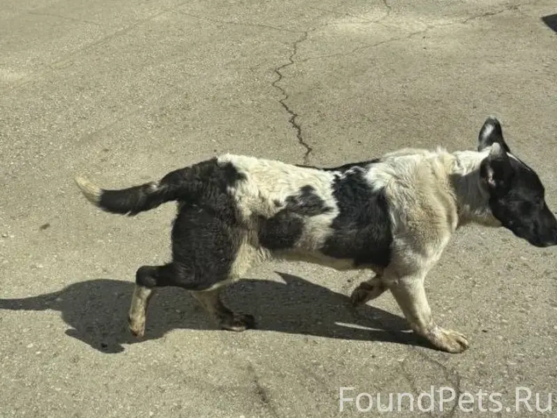 Найден пёс, Самара, южное шоссе