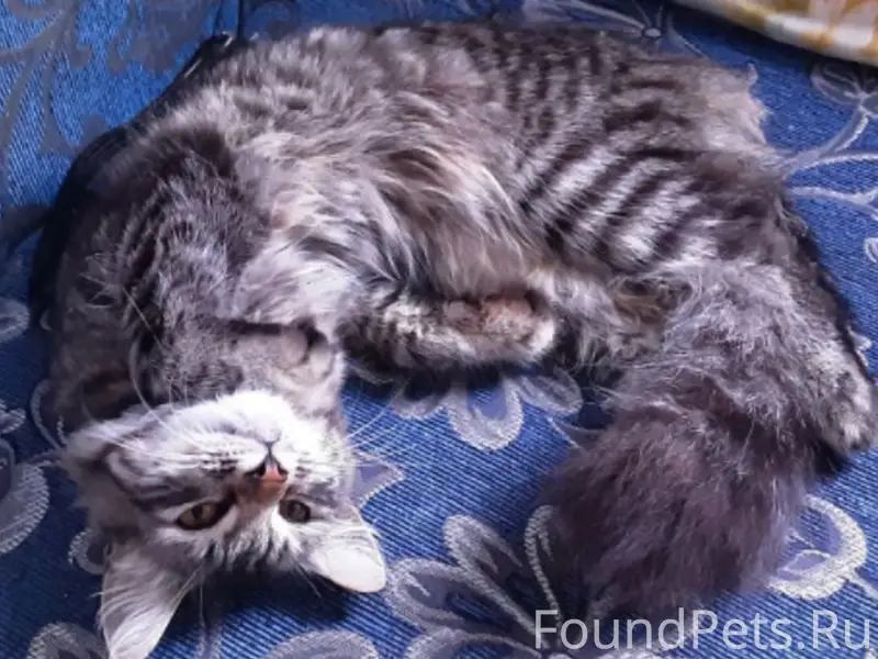 Пропал кот, есть синий ошейник