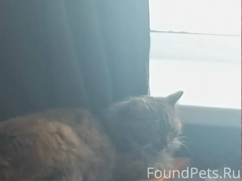 Пропала кошка,