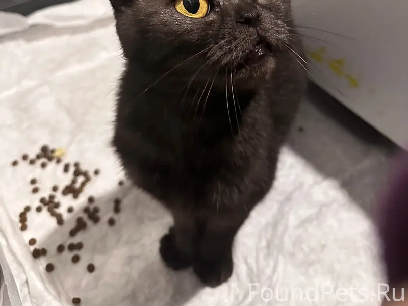 Найдена вислоухая кошка, Сормовский район