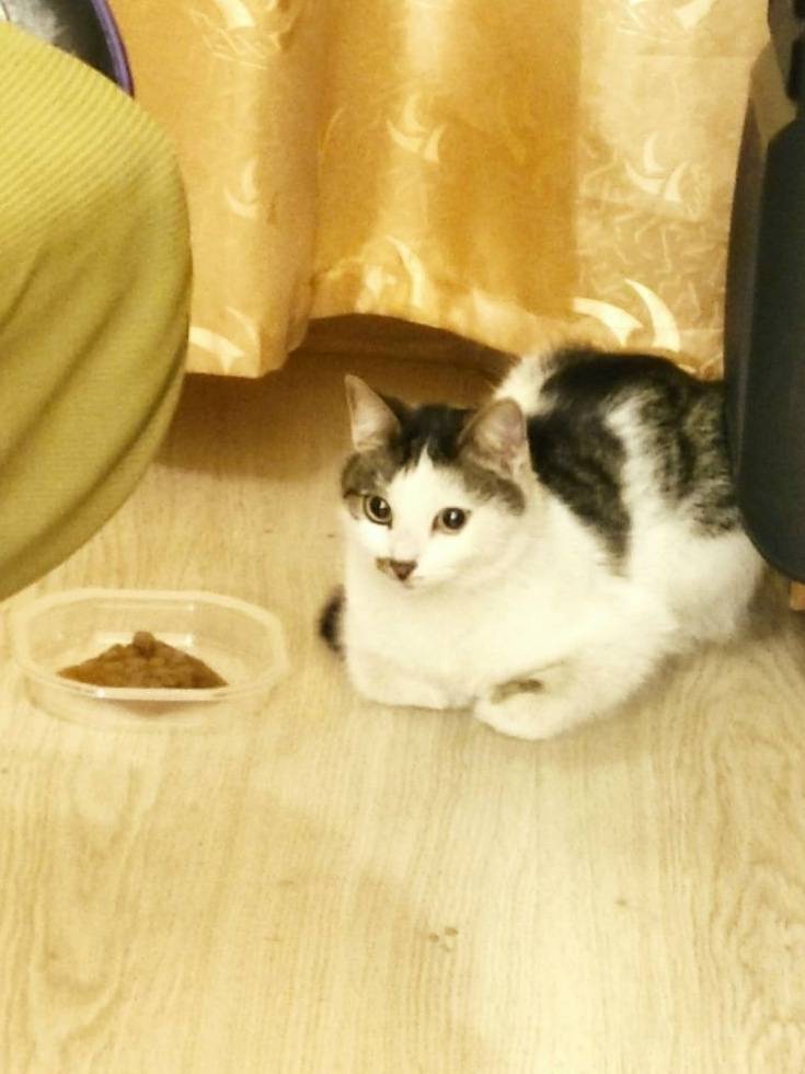 Найдена кошка, Рыбацкое