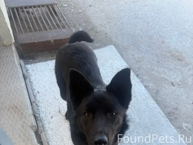 Найденна собака, район пляжа Ушакова балка