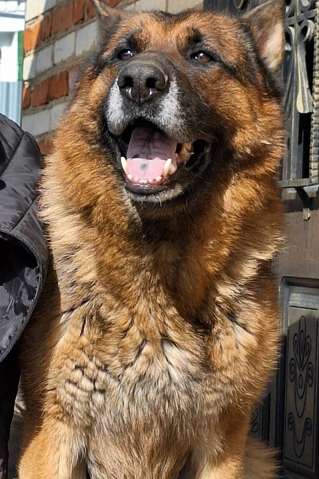 Пропала собака, ул. Автодорожная