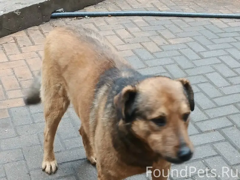 Пропал пёс, неизвестно где