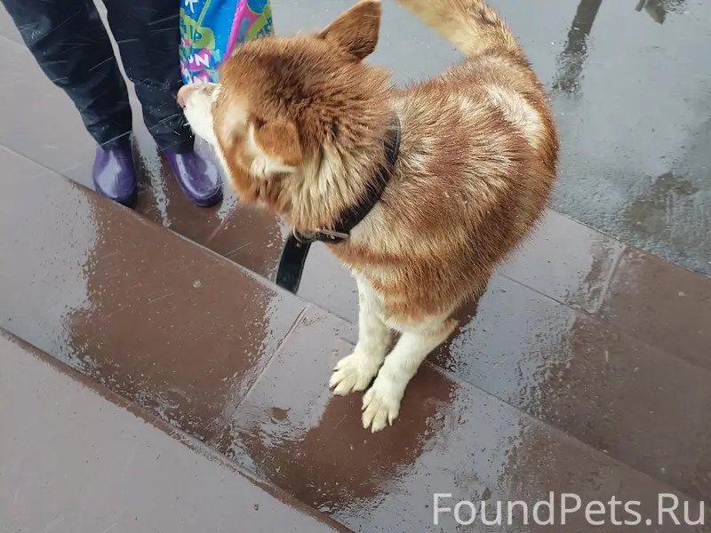 Найден хаски, молодой щенок