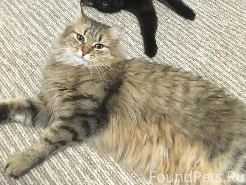 Пропала кошка, деревня Ярово