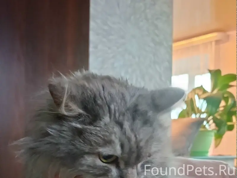 Найдена кошка, 3 мкр