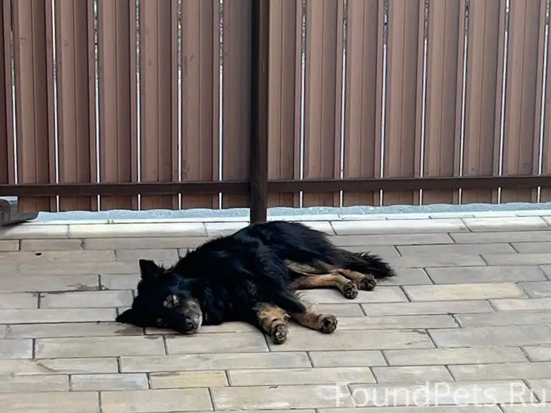 Пропал пёс, неизвестное местоположение