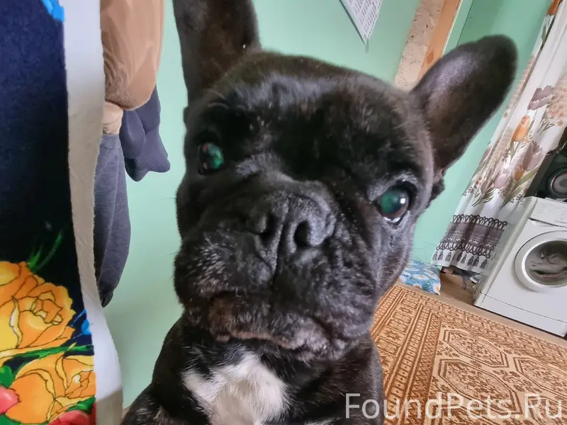 Пропала собака, с. Нижнеиртышское