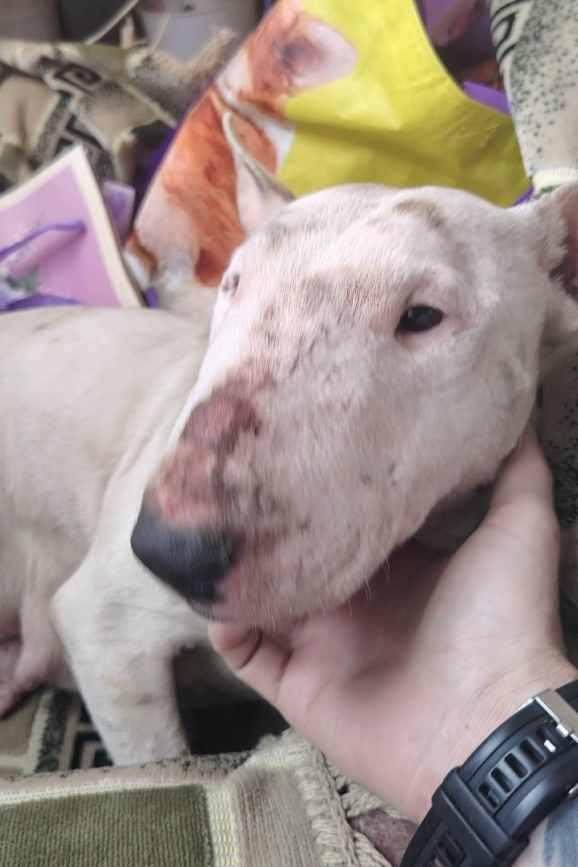 Найдена сука мини бультерьера, Калуга