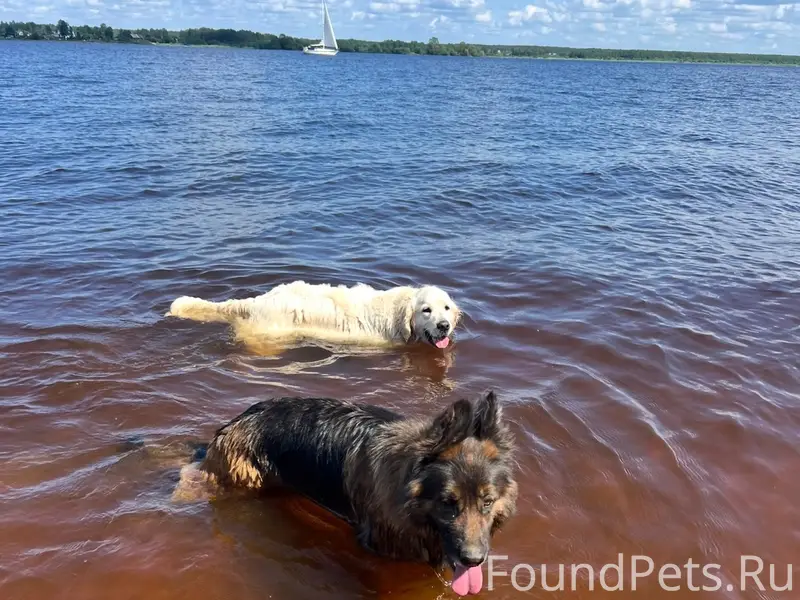 Пропали овчарка Альма и ретривер Джек, район 50 лет ВЛКСМ