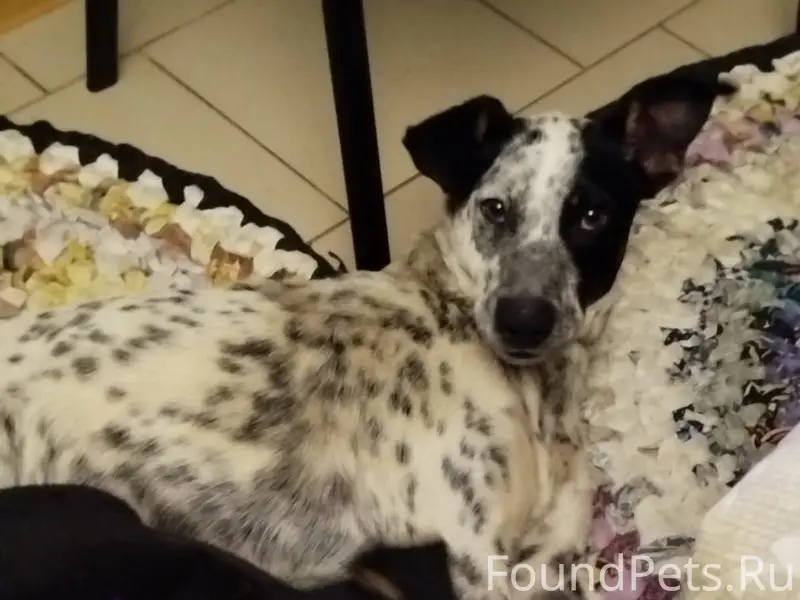 Пропала метис долматина Муха