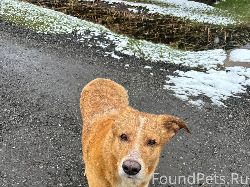 Найден пёс без ошейника, улица Вертевская/Гражданская