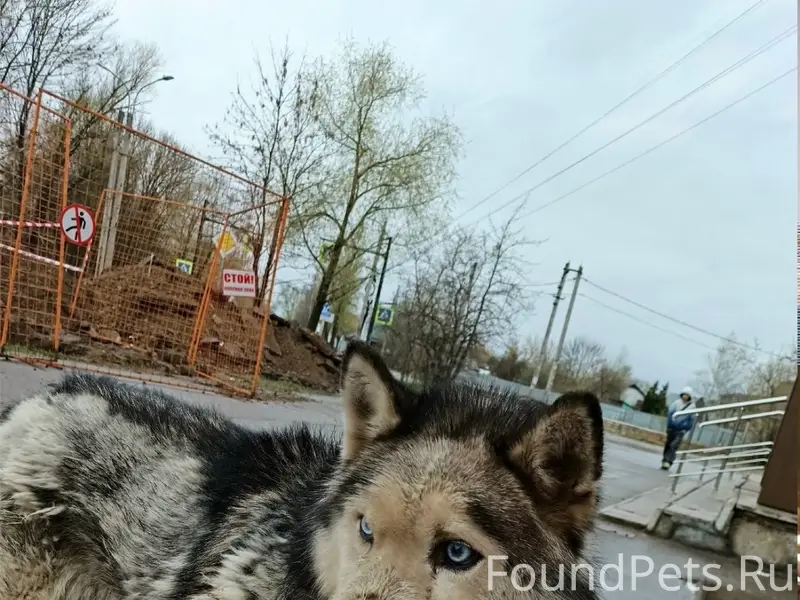 Пропала собака, Соснево