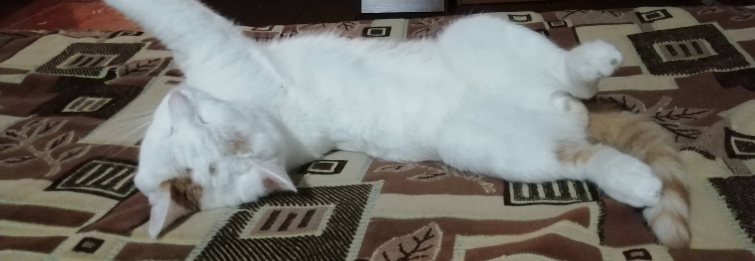 Пропал кот Сема, район старого татарского кладбища