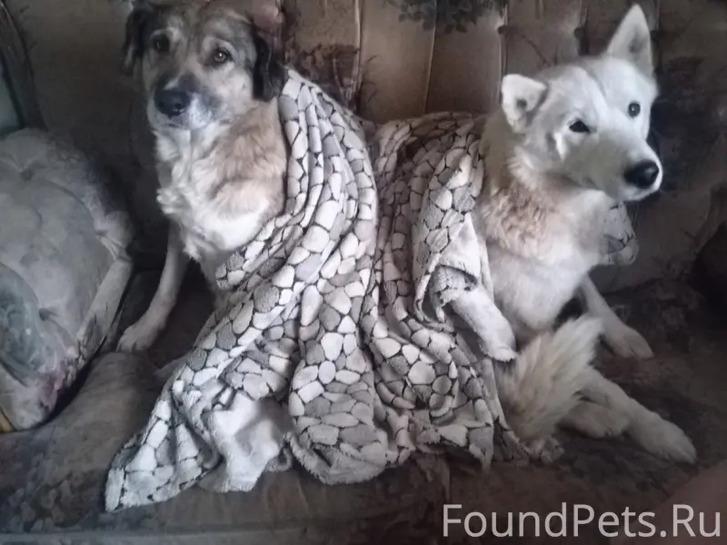 Пропала беспородная собака Марта, рыжий окрас