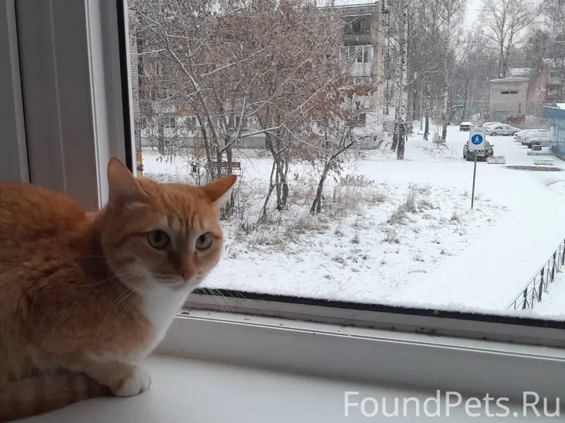 Пропала кошка Моня, Приморский бульвар