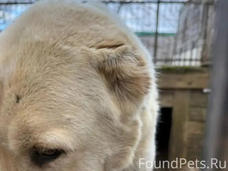 Найдена сука алабая, Одинцовский район