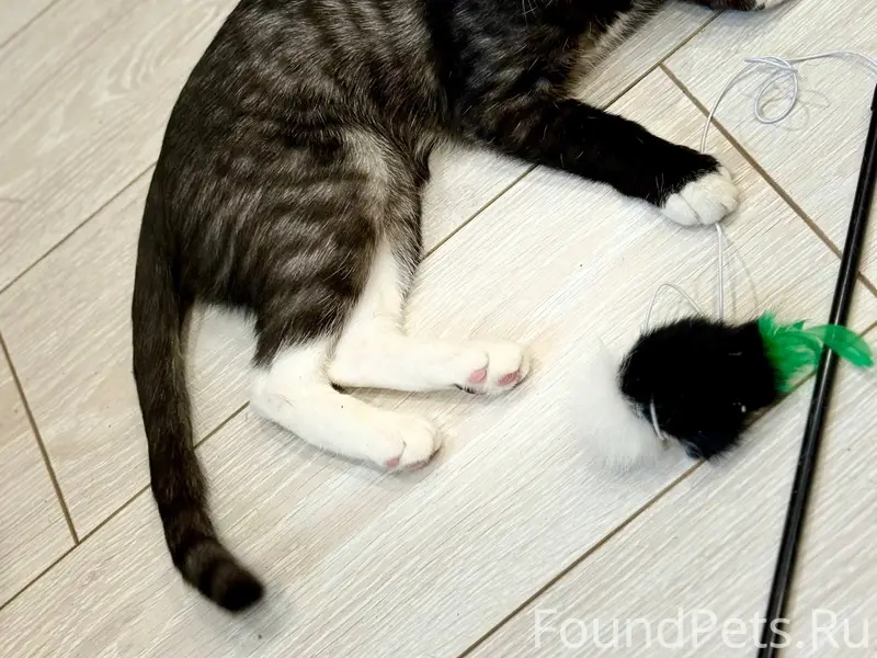 Пропал котёнок Бим, улица Зобова