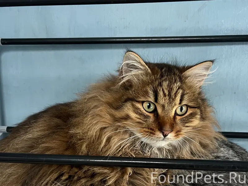 Пропал кот, ул. Советская