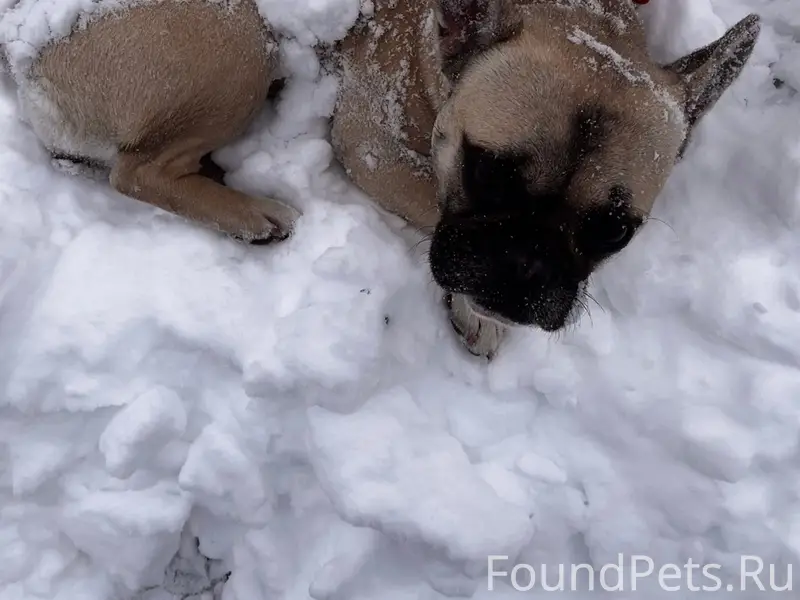 Пропала собака Шайни, французский бульдог, район ул. Гоголя