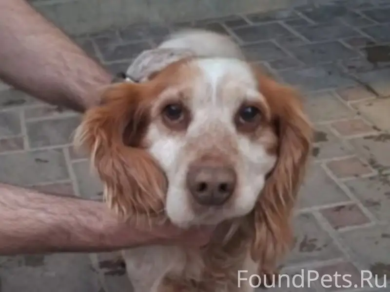 Найден пёс с радужным ошейником