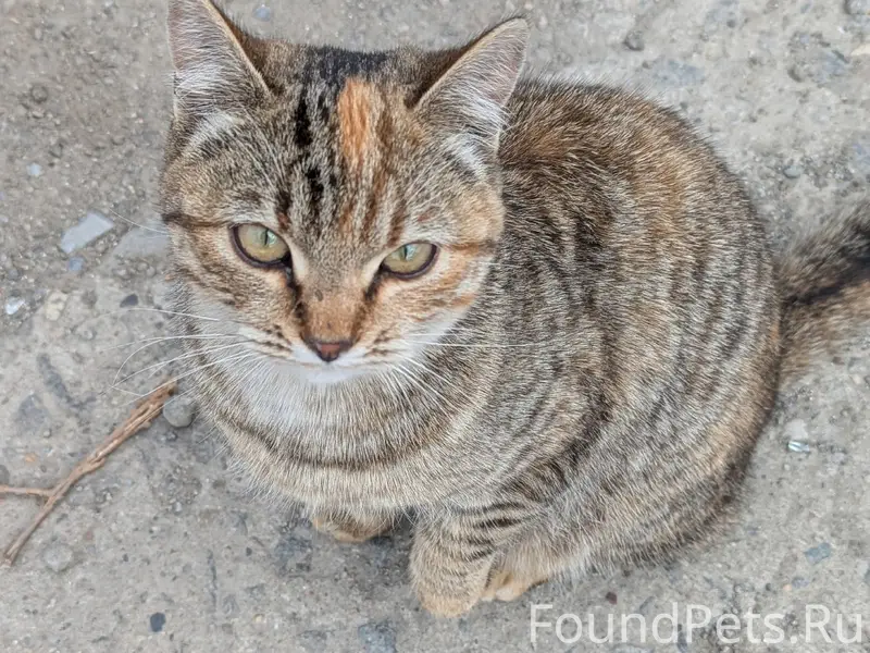 Найдена кошка, Северо-запад, 2 квартал