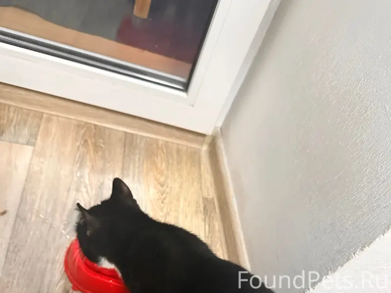 Пропал кот, клубная 54