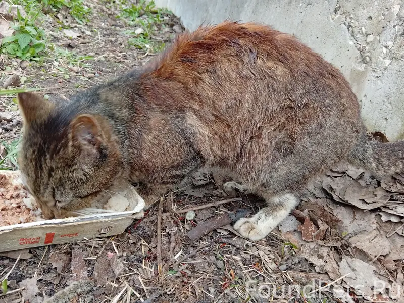 Найден кот с травмами, возможно, сломана челюсть