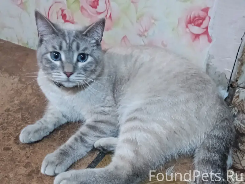 Пропал кот Яша, ул. Глухих