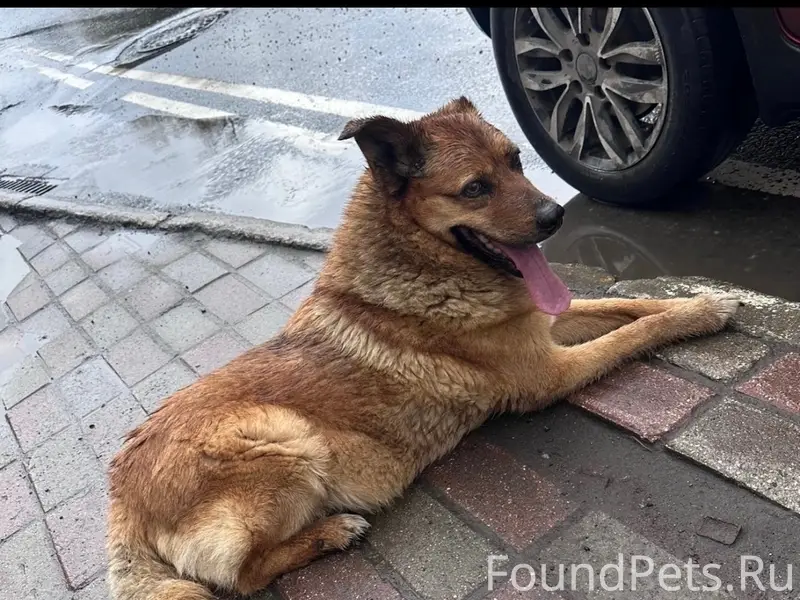 Пропала собака, район Б. Октябрьской и Богоявленской площади