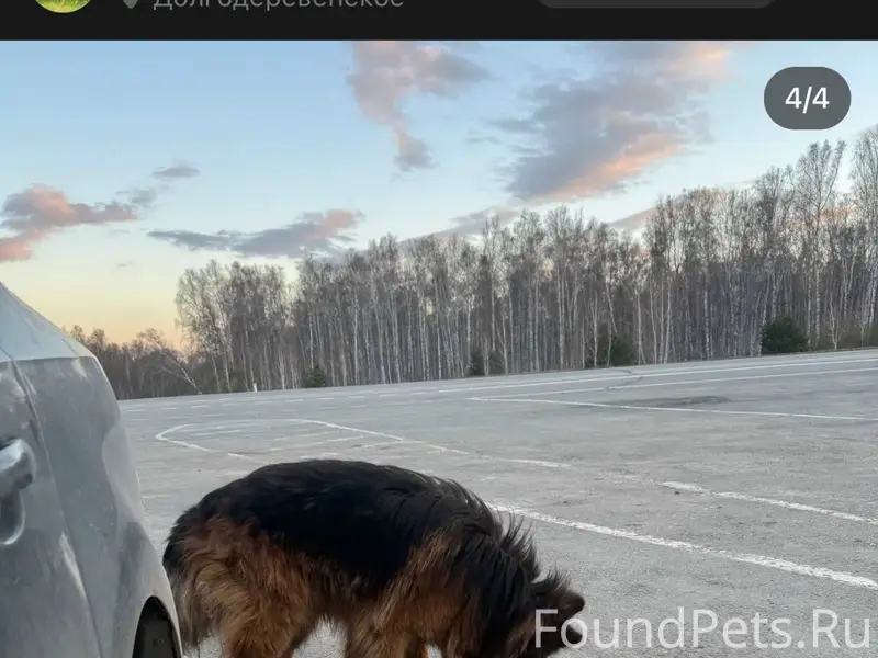 Найден пёс, трасса