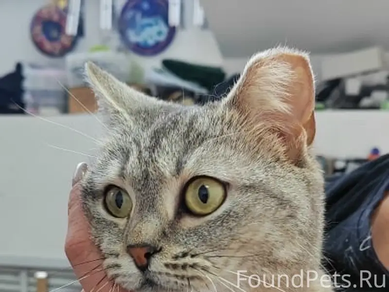 Найдена кошка Марго, Авиастроительный район