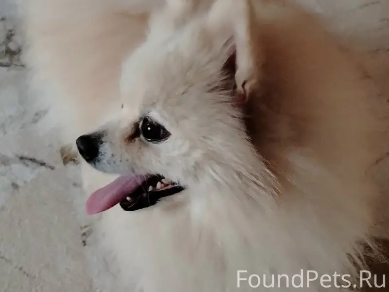 Найден шпиц, район Металлургов 50