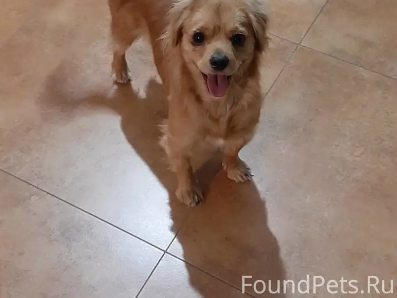 Пропала собака Маня, посёлок Белозёрный