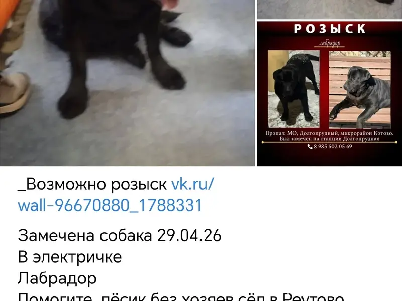 Пропал лабрадор Ярвик, сел в электричку