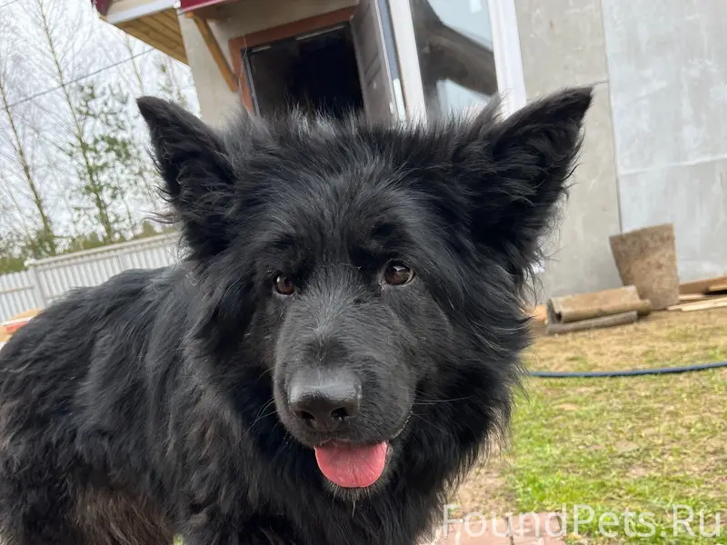 Найден метис овчарки, Истринский район