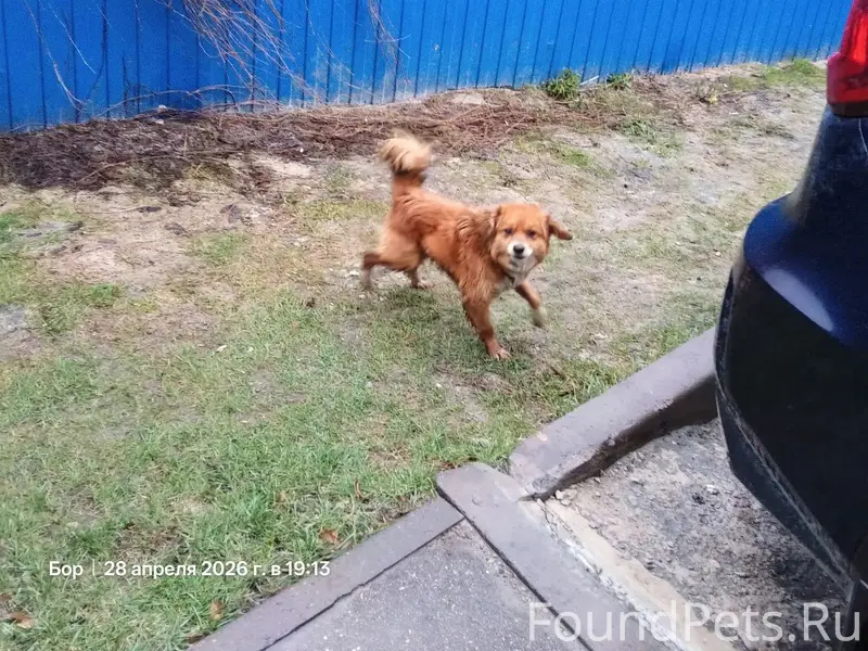 Пропала собака, найдена на улице Степана Разина