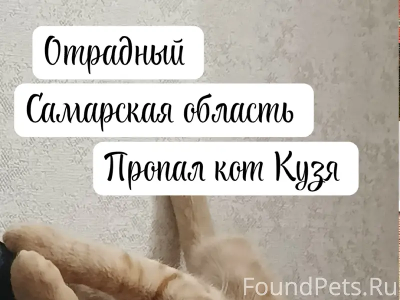 Пропал кот Кузя, Отрадный