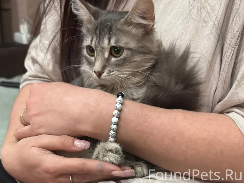 Найден котёнок девочка серого цвета, улица Пузакова