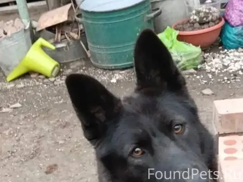 Пропала собака Джесси