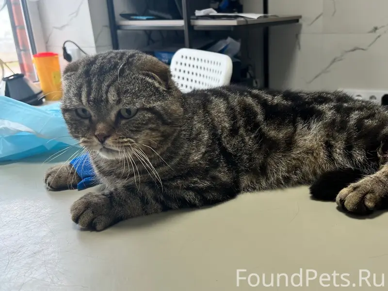 Найден вислоухий кот, Кинель