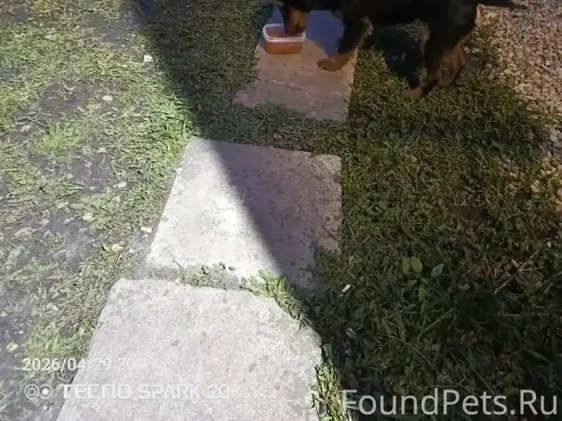 Найден ягдтерьер, собака с травмами