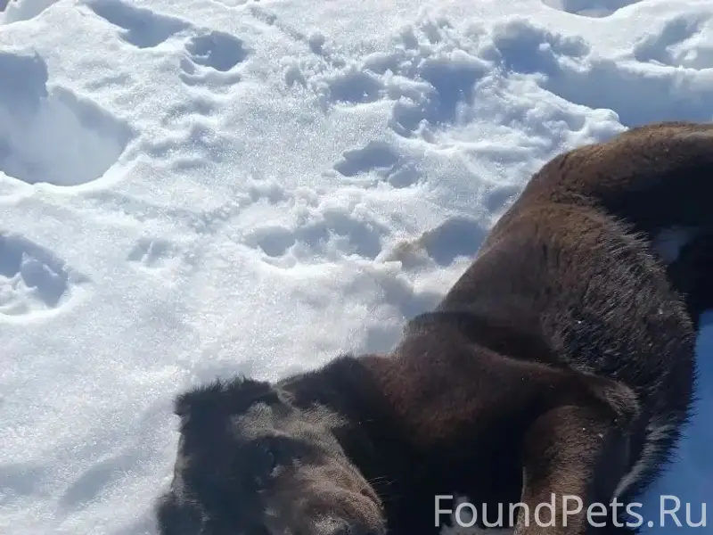Пропала алабай Рада, деревня Головино