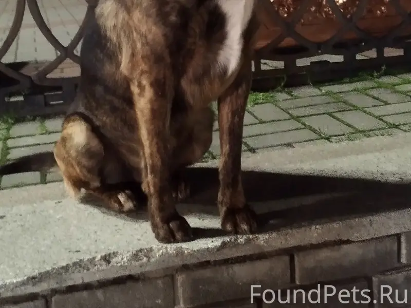 Пропал кобель Тигруля, Боня, Пельмешек, Балаклава