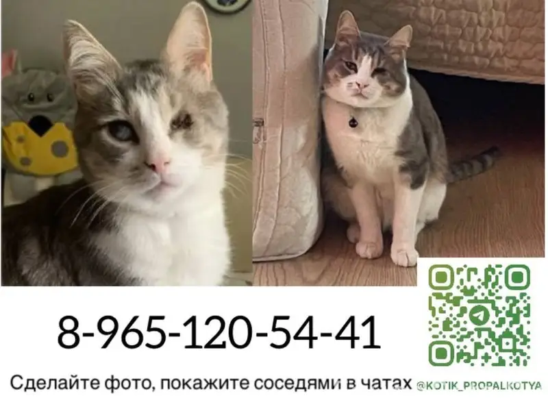 Пропал кот, Московская область, г. Клин