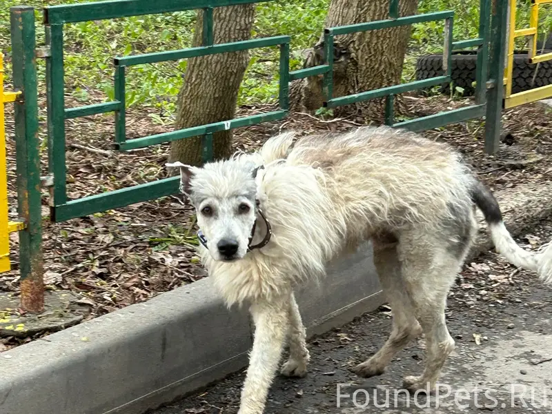 Найден мальчик с ошейником, Советский район