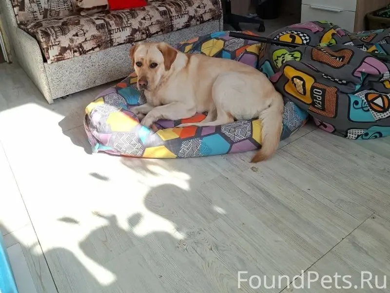 Пропала Молли, светлый лабрадор, район ресторана Адмирал