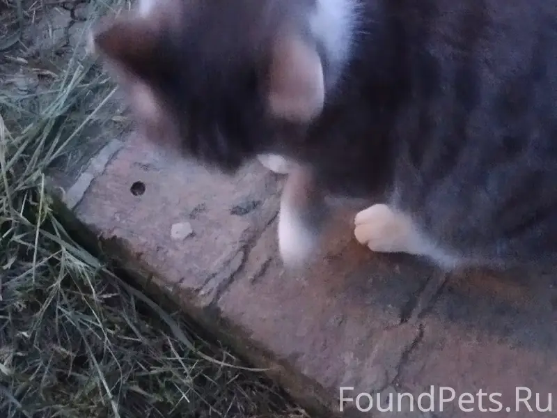 Найден кот, место неизвестно